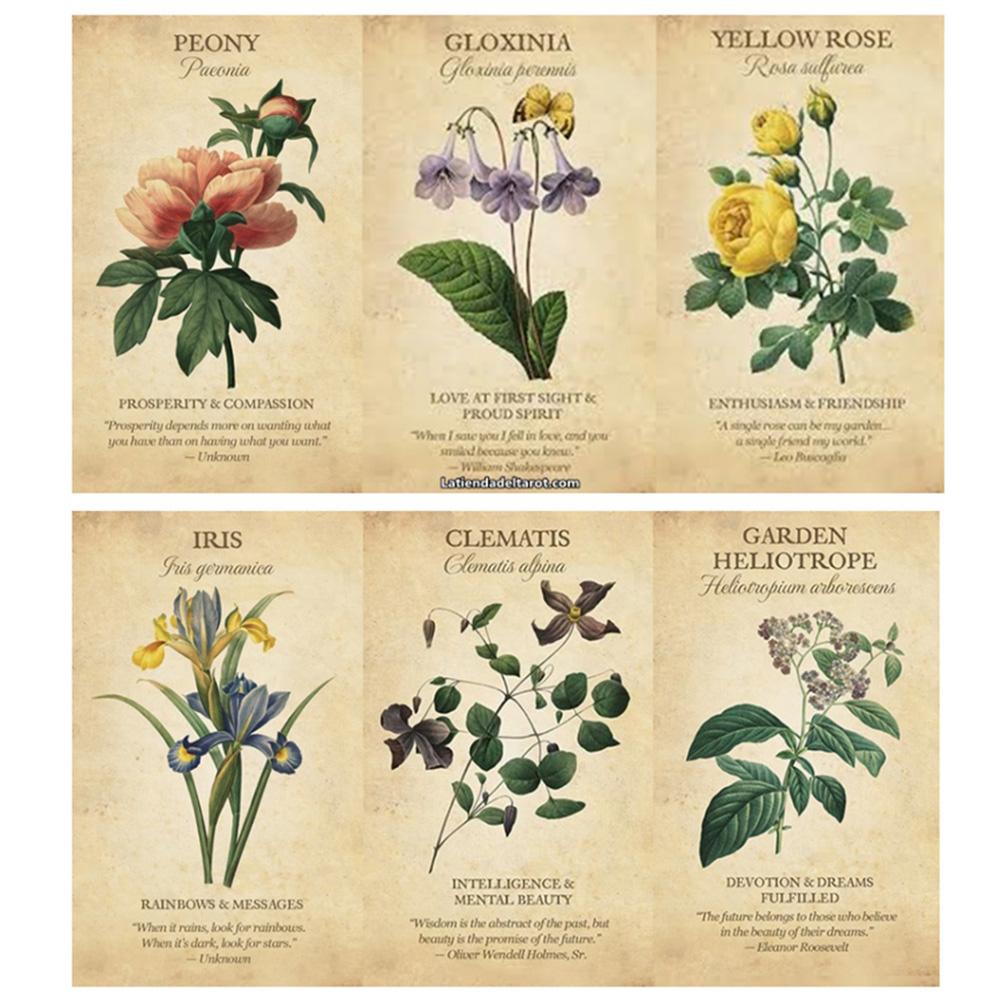 Inspiration botanica Carte Ora - Board Game Inspiration recensione e prezzo